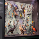 natuurmuseum plateaus